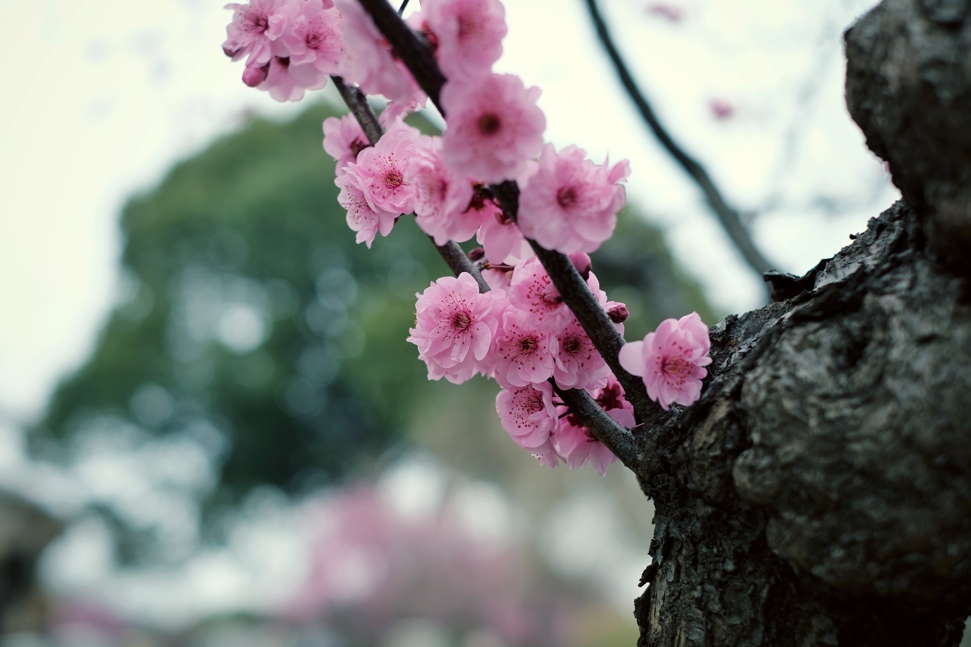 【首发】宫粉梅3