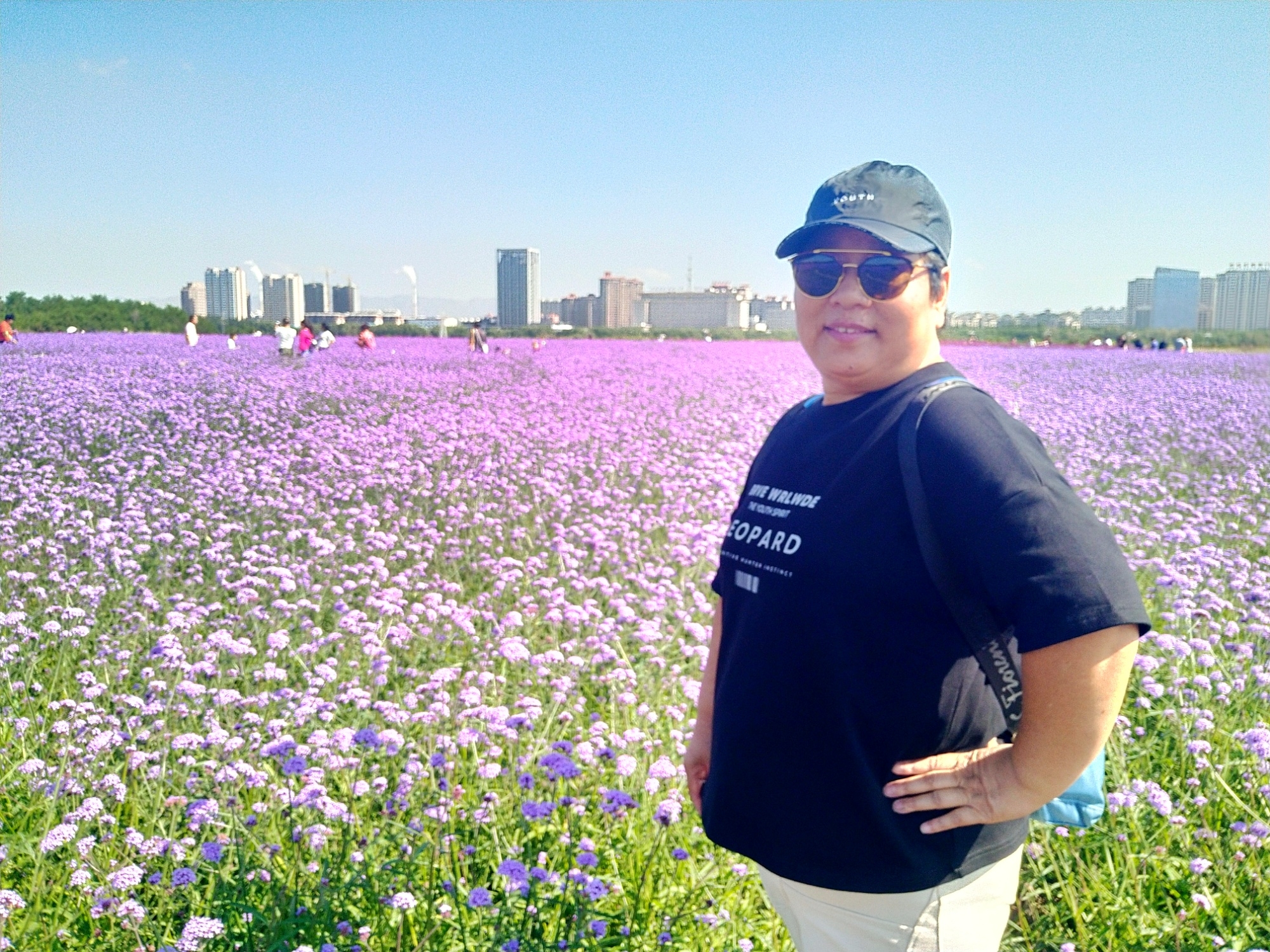 赛汗塔拉初秋的花海薰衣草