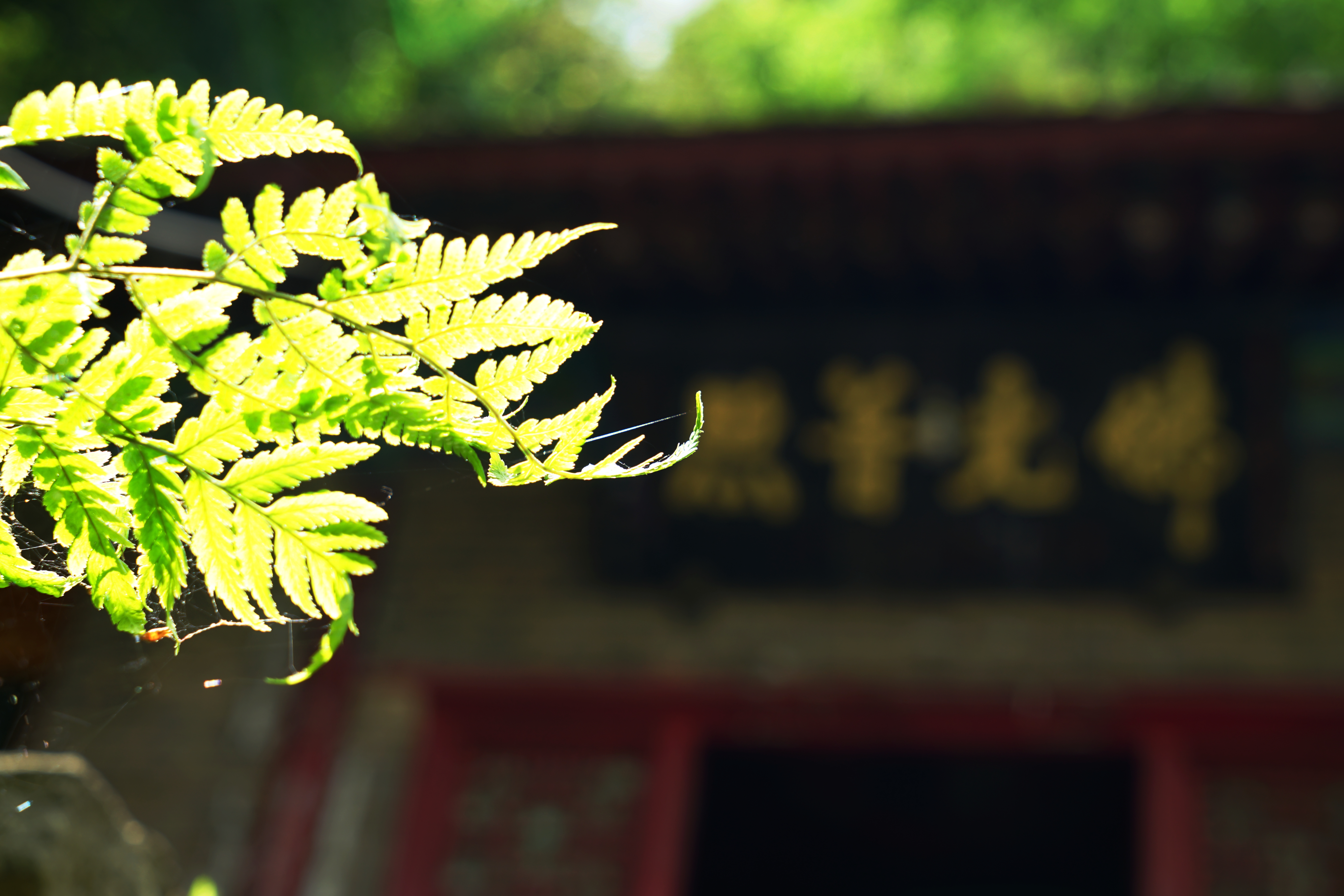 【首发】紫竹林寺