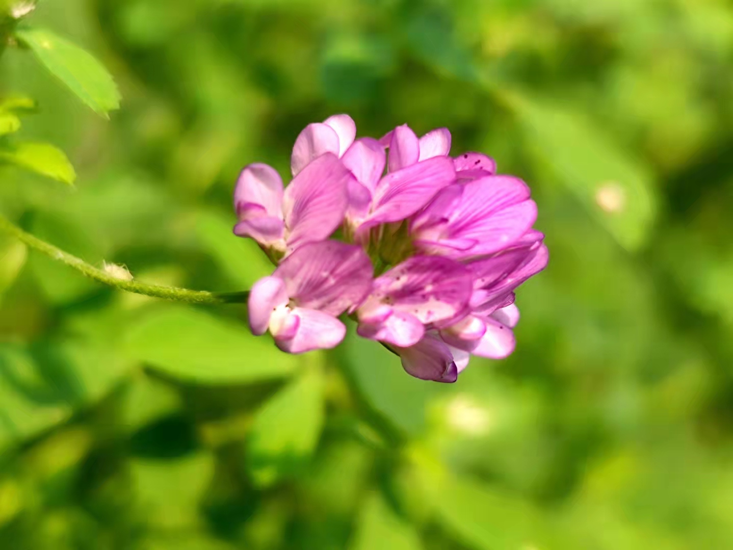 微距苜蓿花〔vv首发