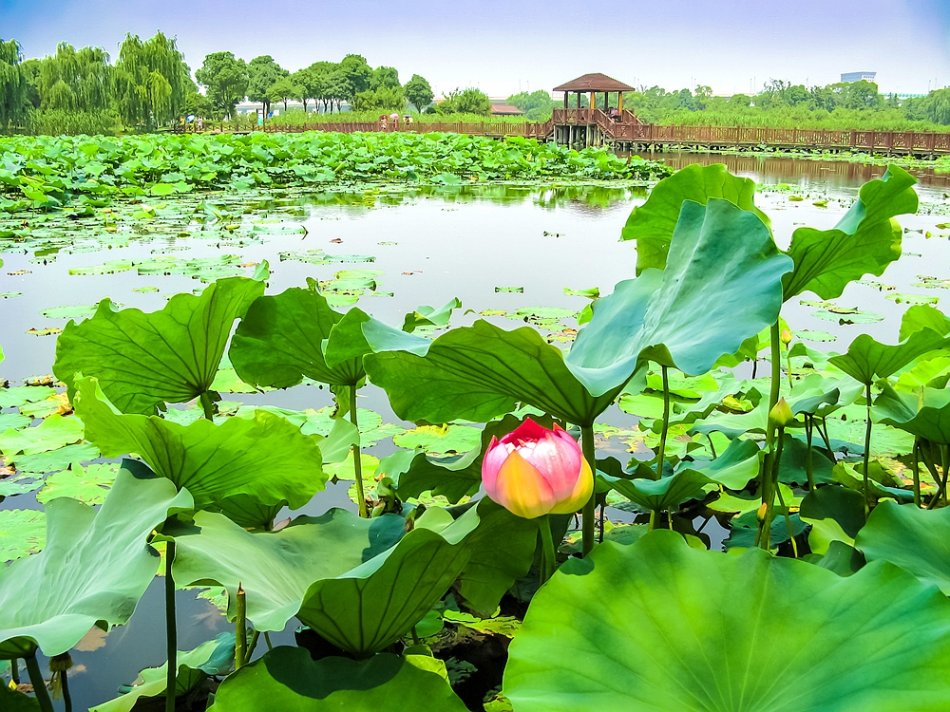 江南最大的荷花主题公园荷塘月色湿地公园