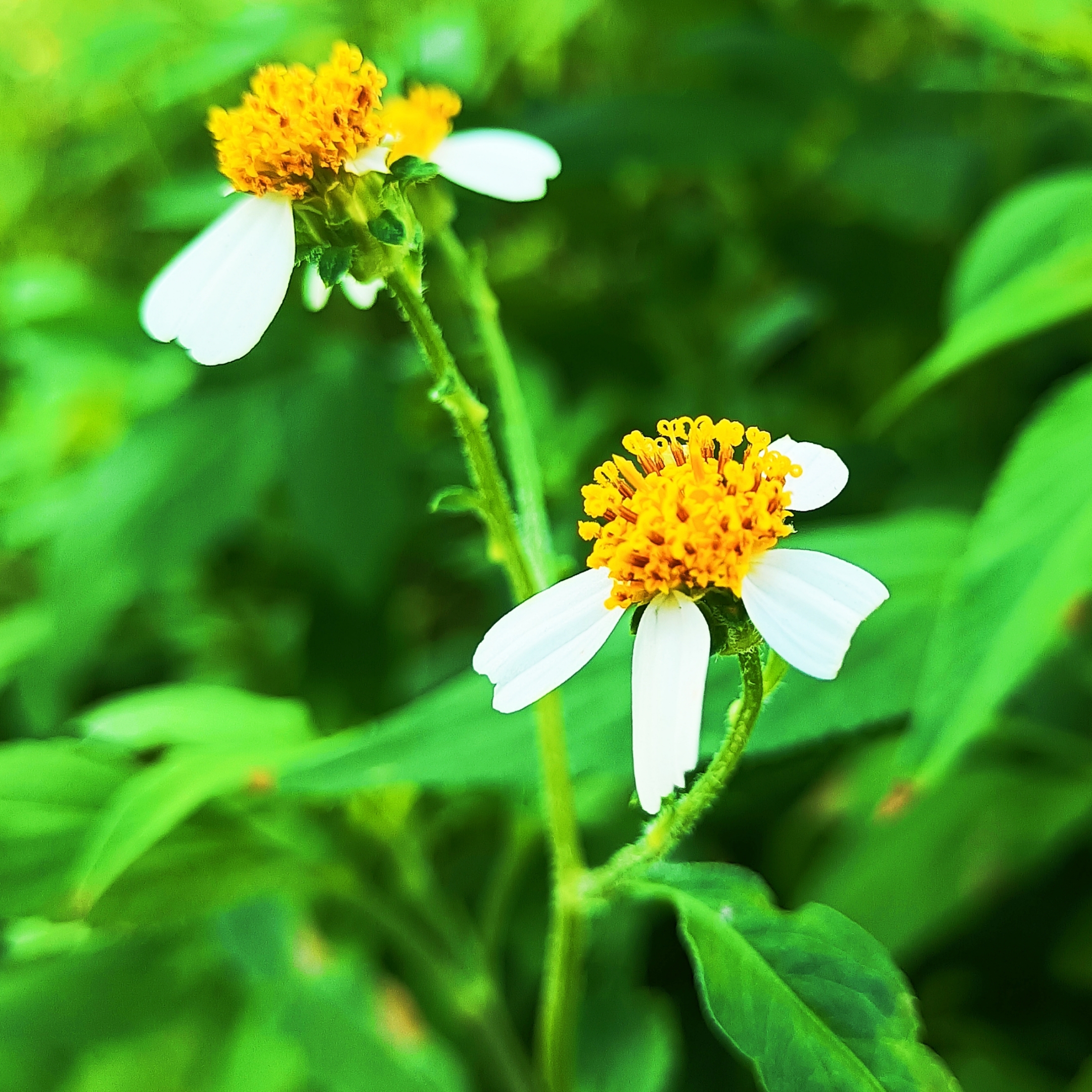 【首发】白花鬼针草