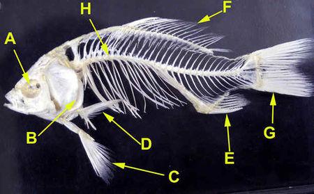 鲫鱼鱼刺分布图图片