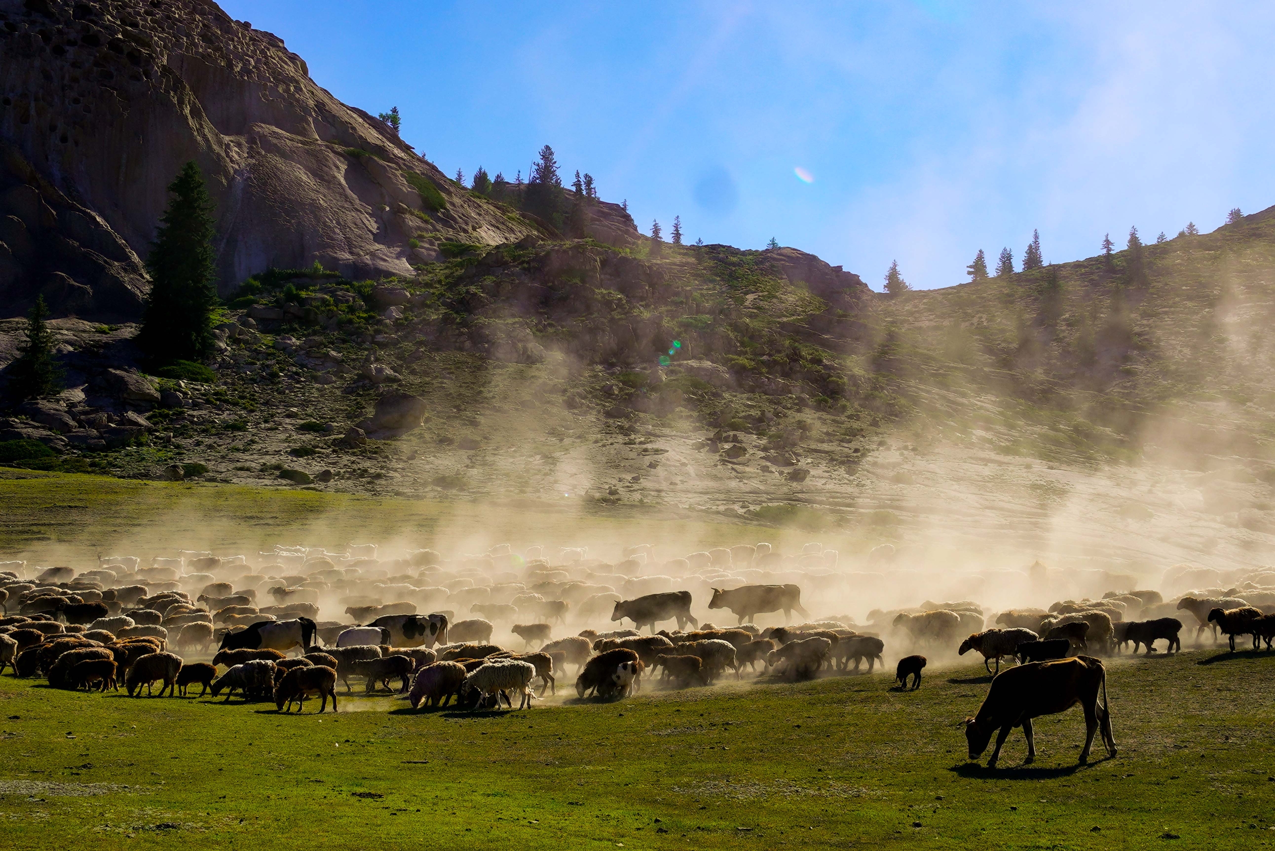 可可托海牧羊群