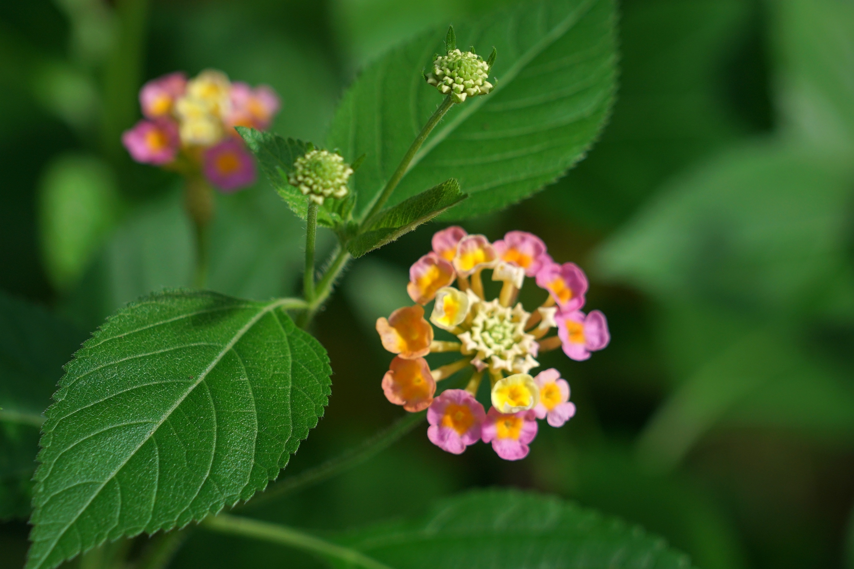 花团锦簇五色梅