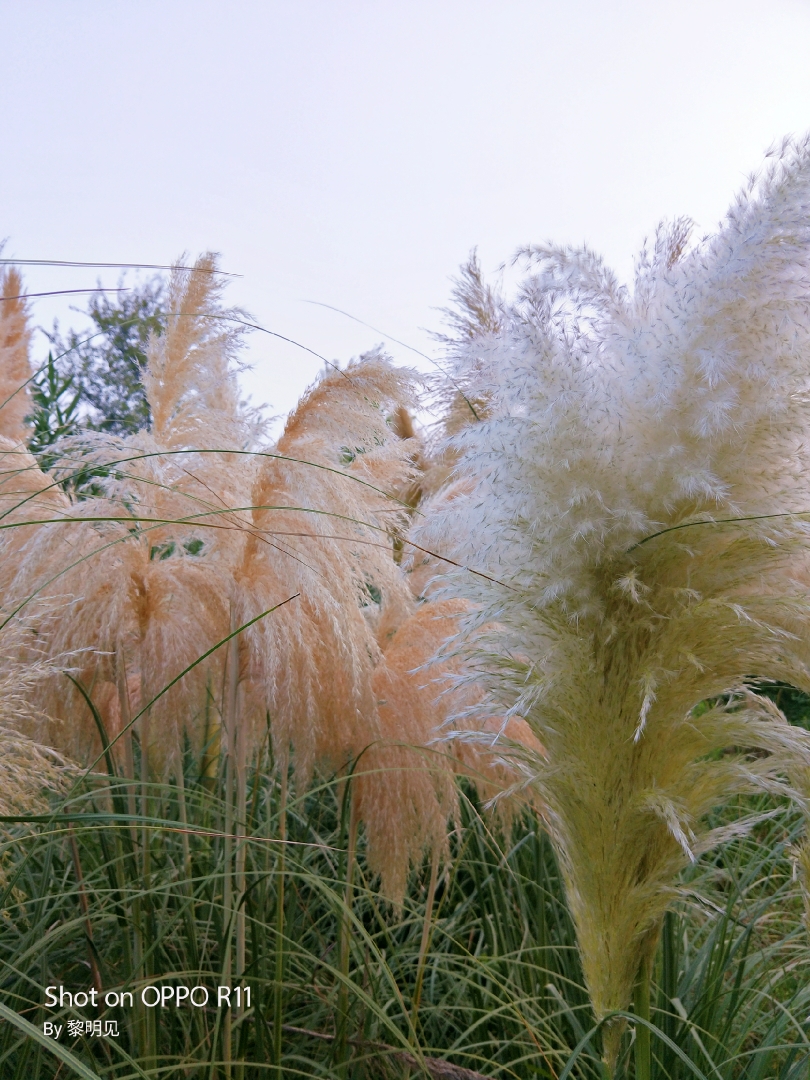 初秋的蒲苇花