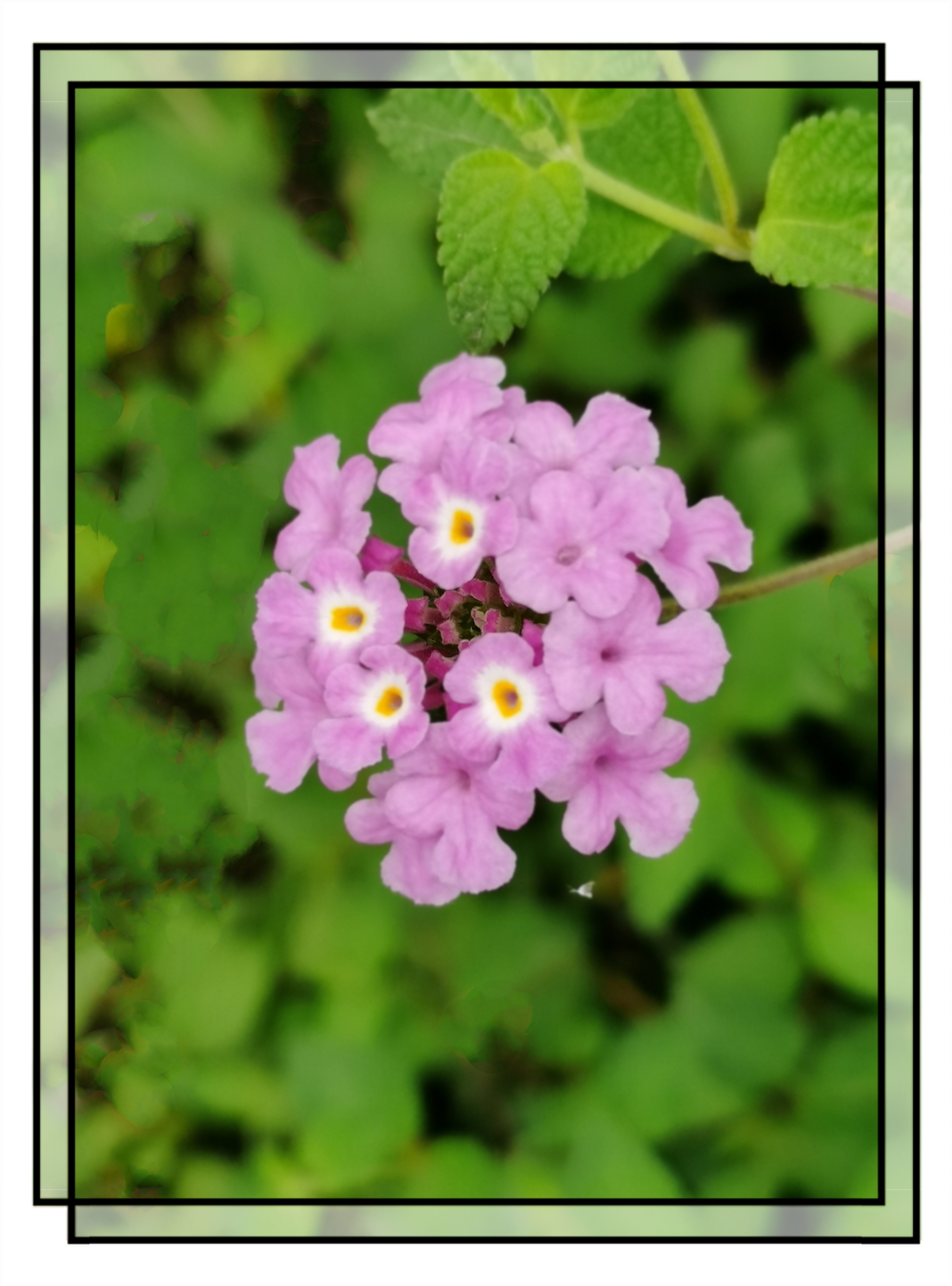 蔓马缨丹的小紫花【首发】