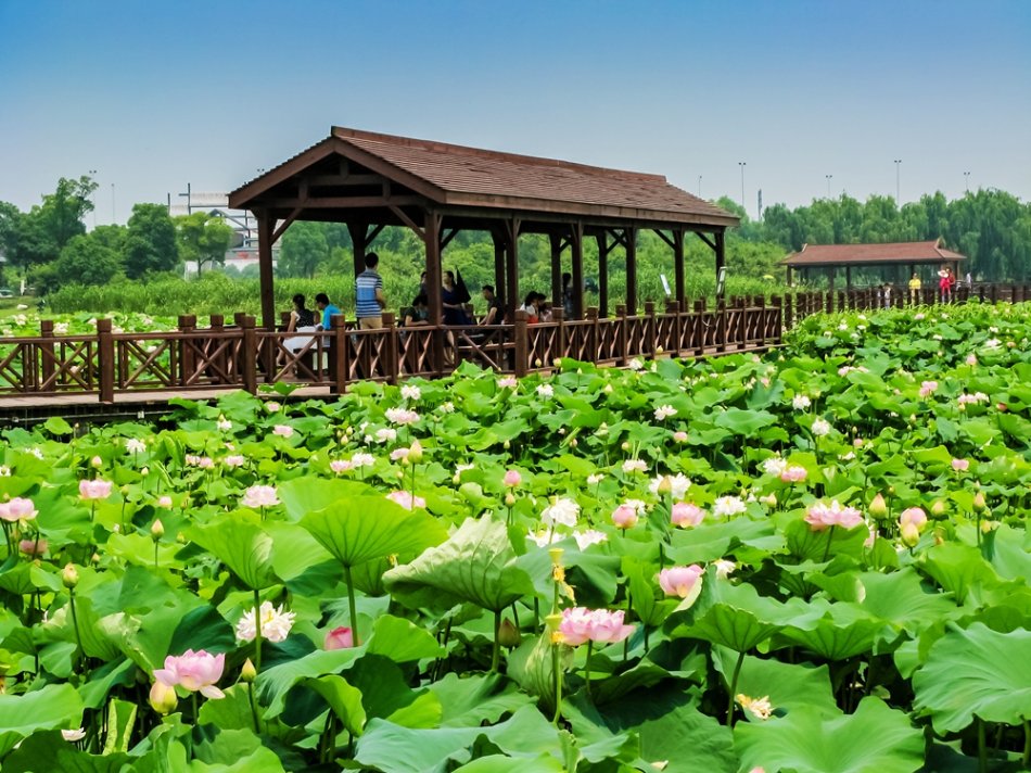 江南最大的荷花主题公园荷塘月色湿地公园