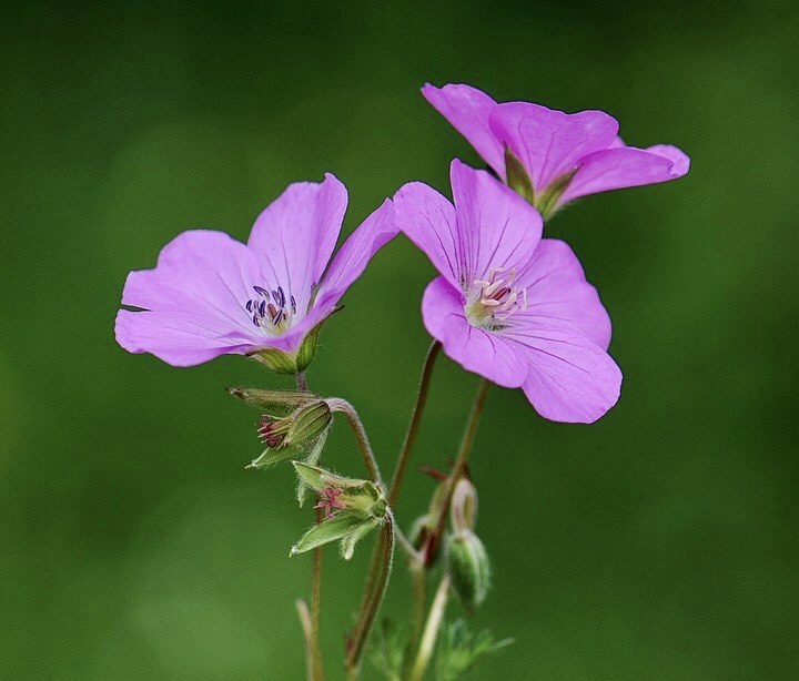 【首发】花城广州～甘青老鹳草