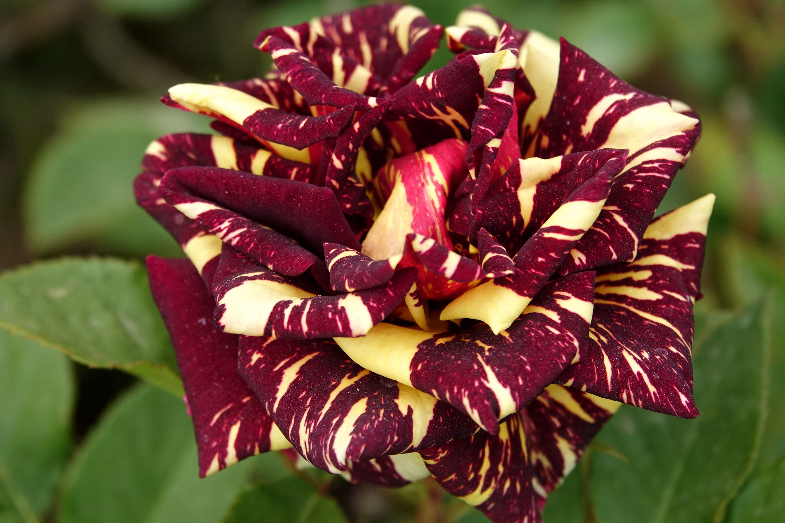 月季花开在婚纱摄影城