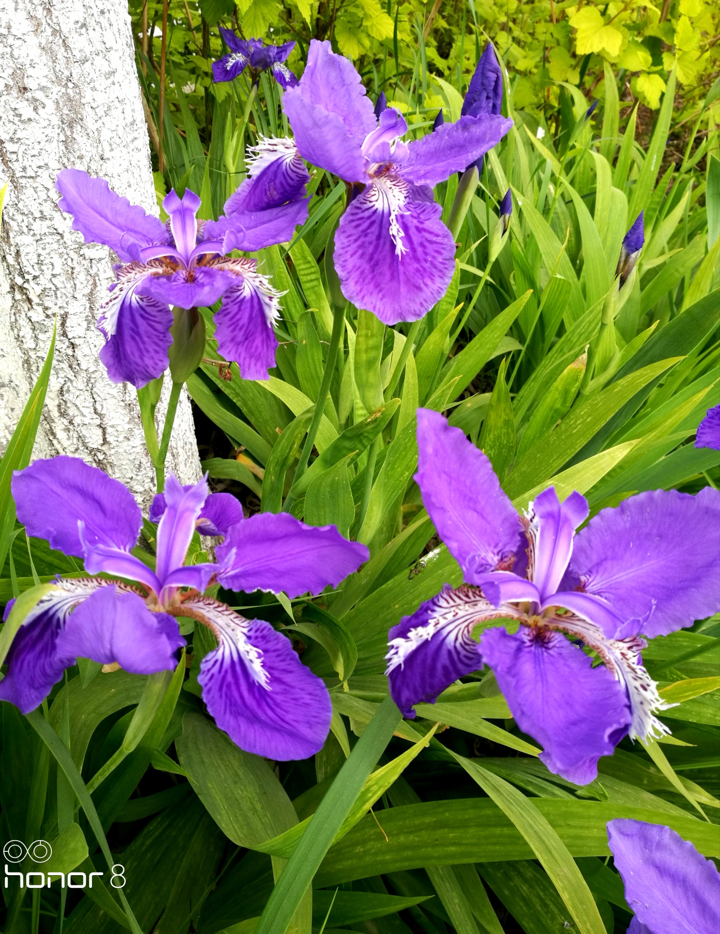 紫鸢尾花的花语是——爱意,吉祥与信仰者的幸福