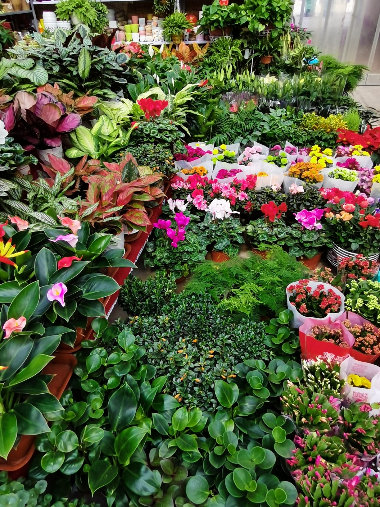 福州长乐花卉市场图片