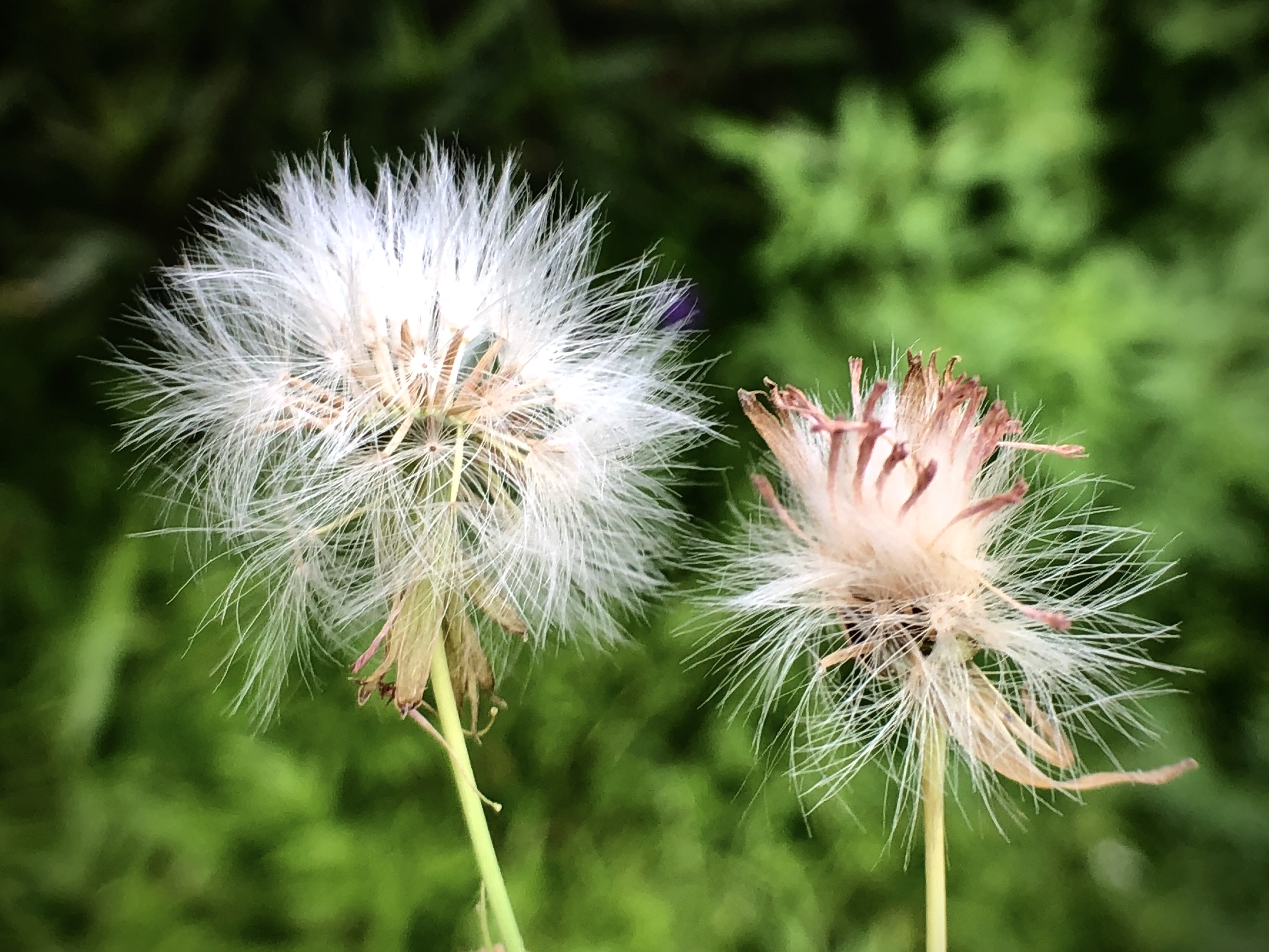 一点红又名叶下红,天毛草,野芥兰等.