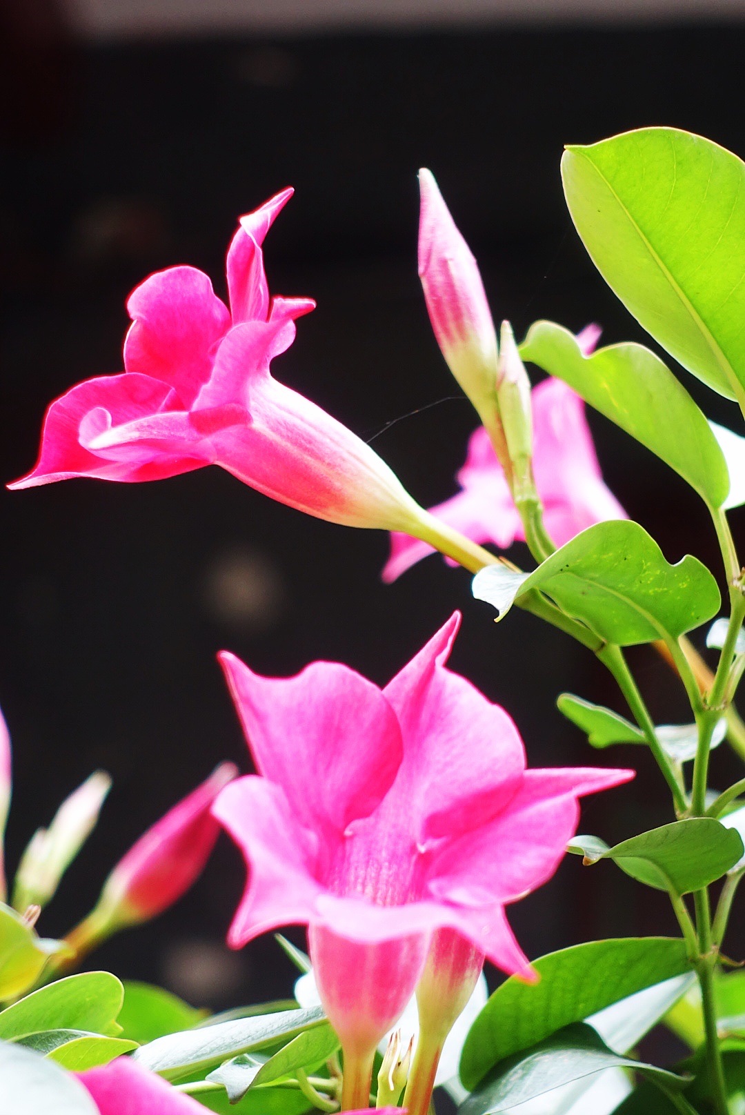 【首发】飘香藤