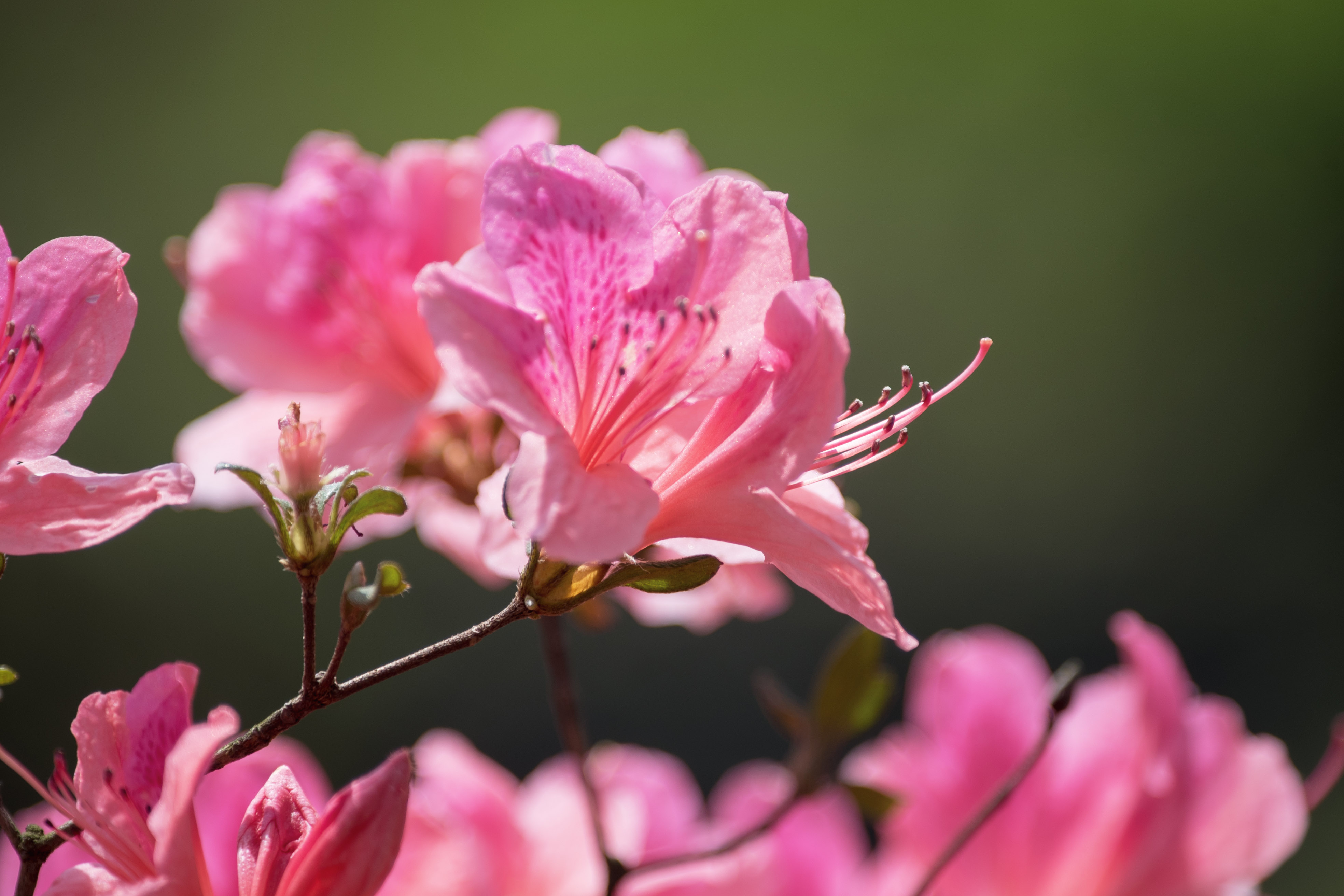 首发 杜鹃花