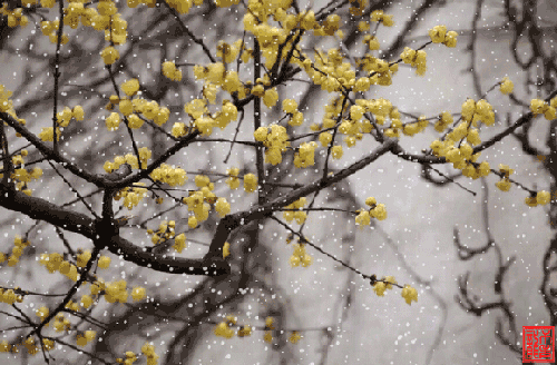 闻道梅花坼晓风雪堆遍满四山中