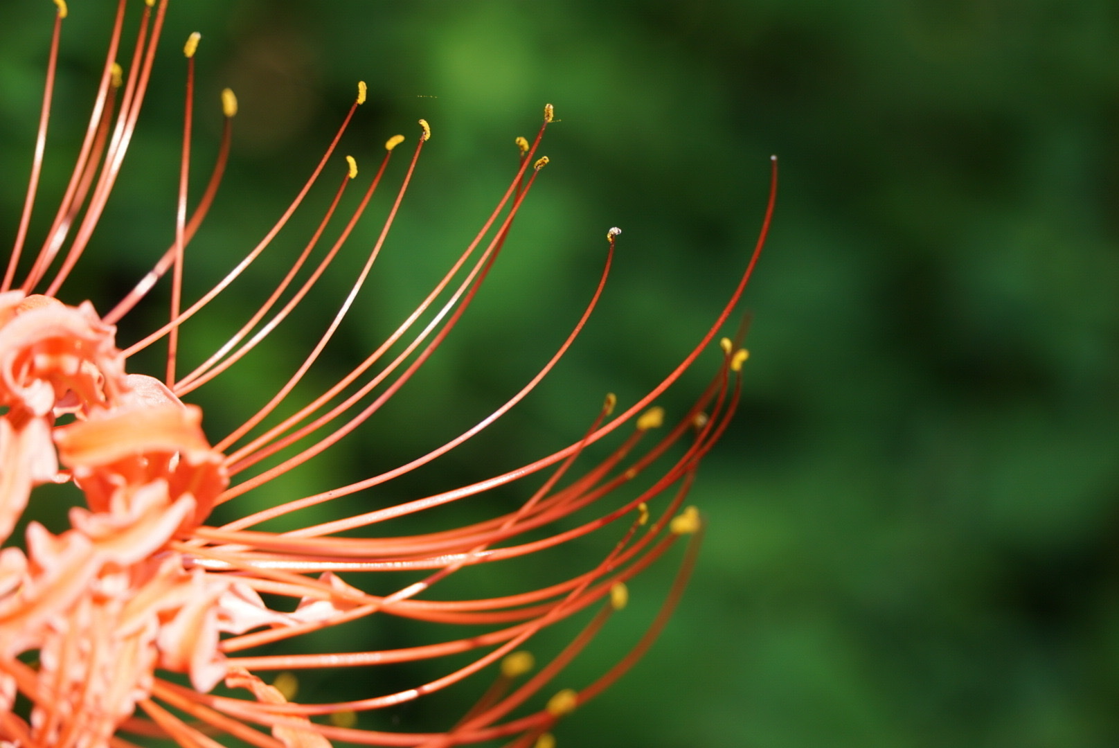 【首发】微拍龙爪花