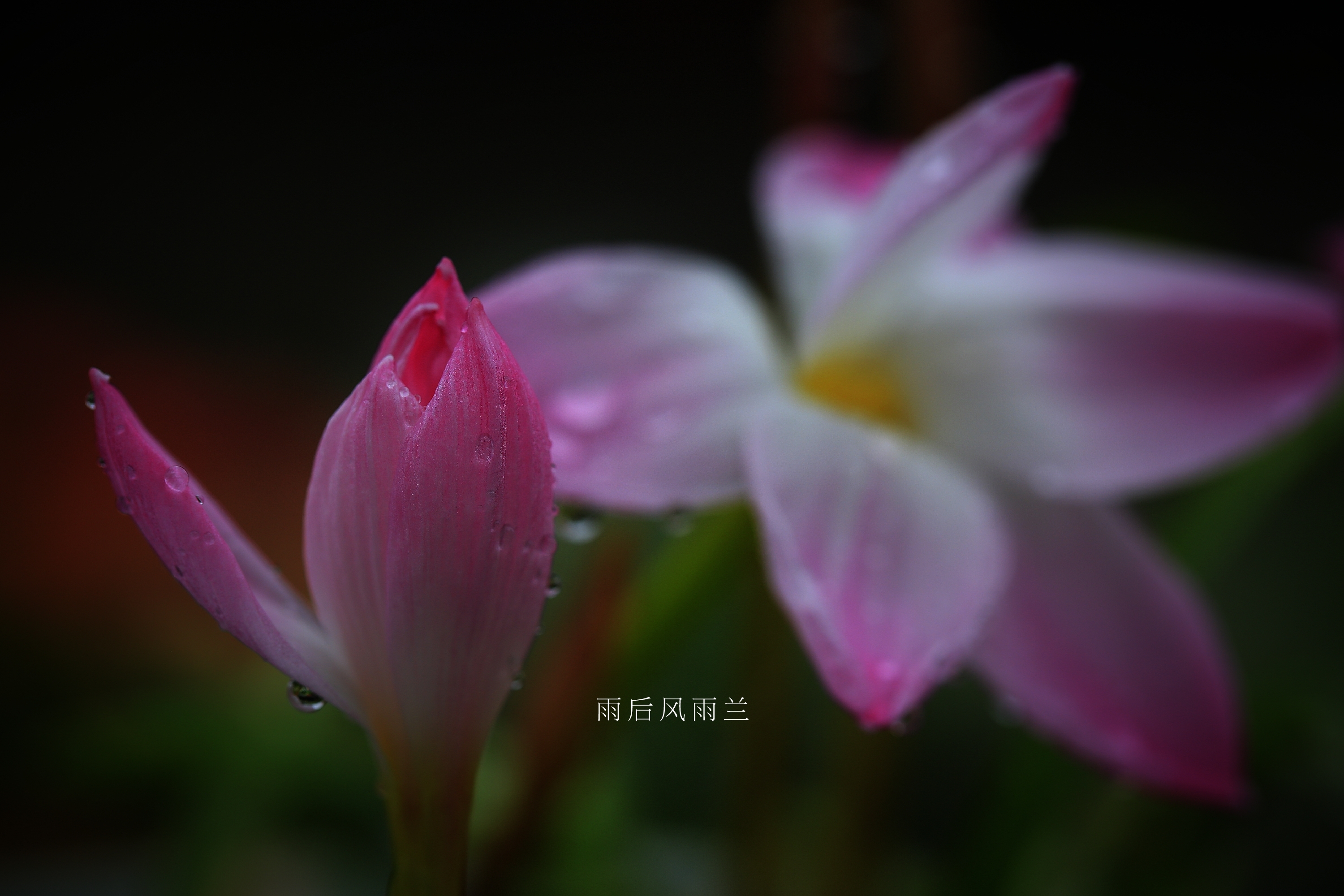 【首发】雨后风雨兰(六)
