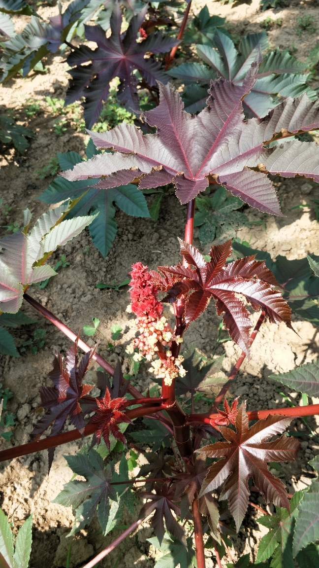 金燦屾的金雞菊.曰光菊.金針花.粉色洋蓍草.火氈花.