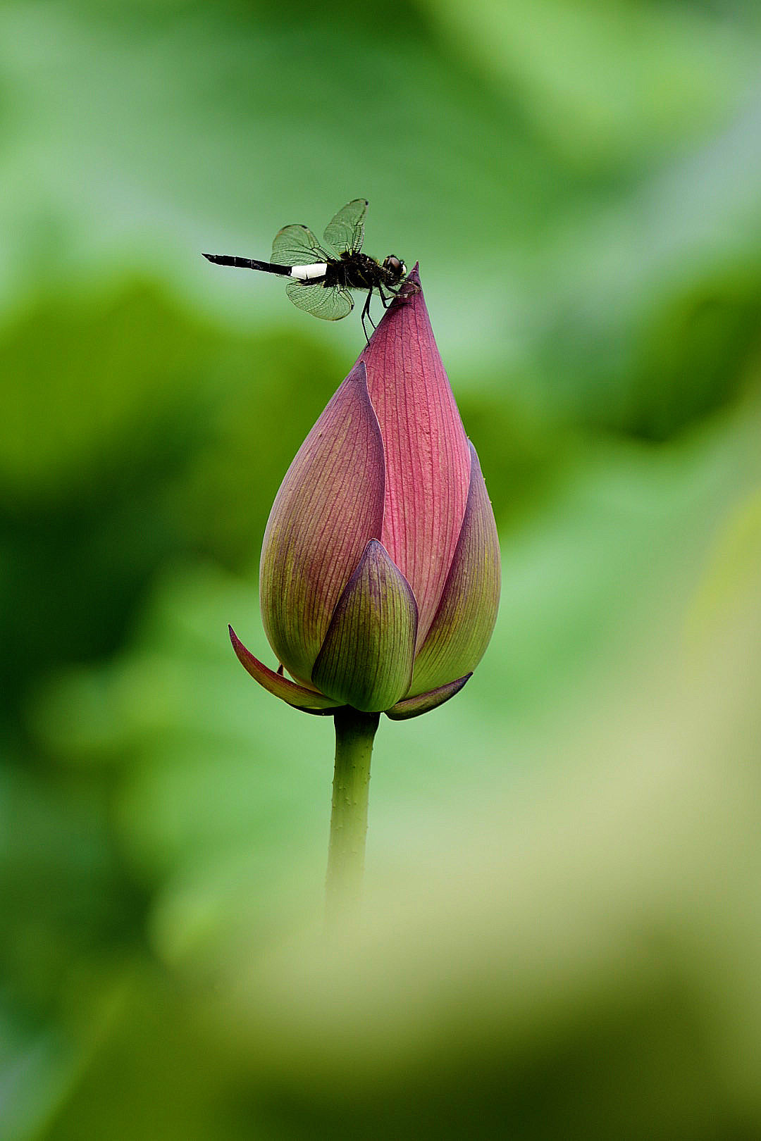 小荷才露尖尖角