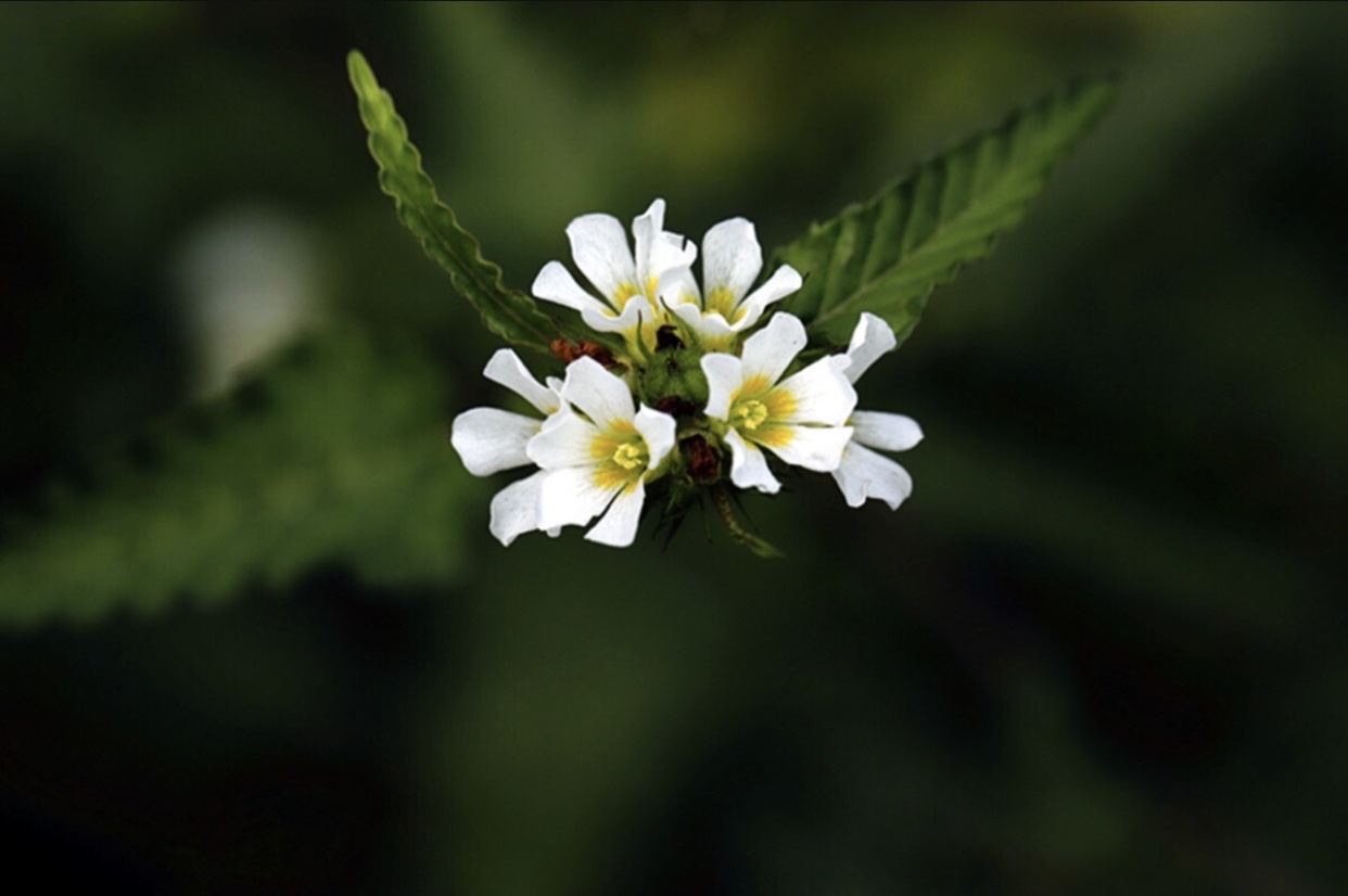 【首发】马松子