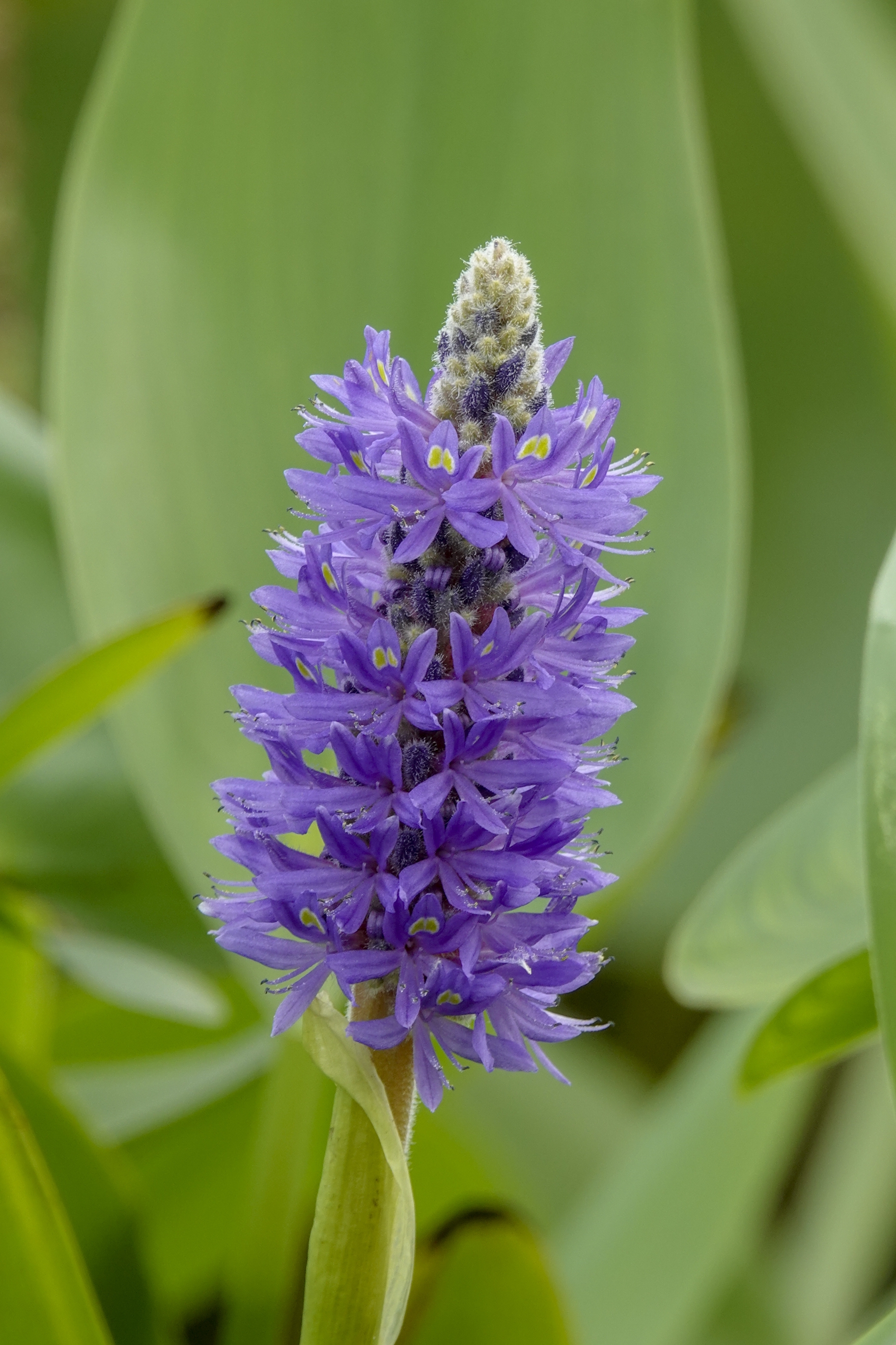 梭鱼草,是雨久花科,梭鱼草属多年生挺水或湿生草本植物,株高可达