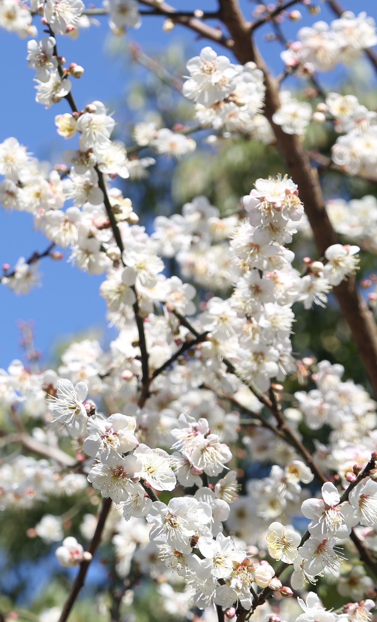 广东从化流溪梅花节