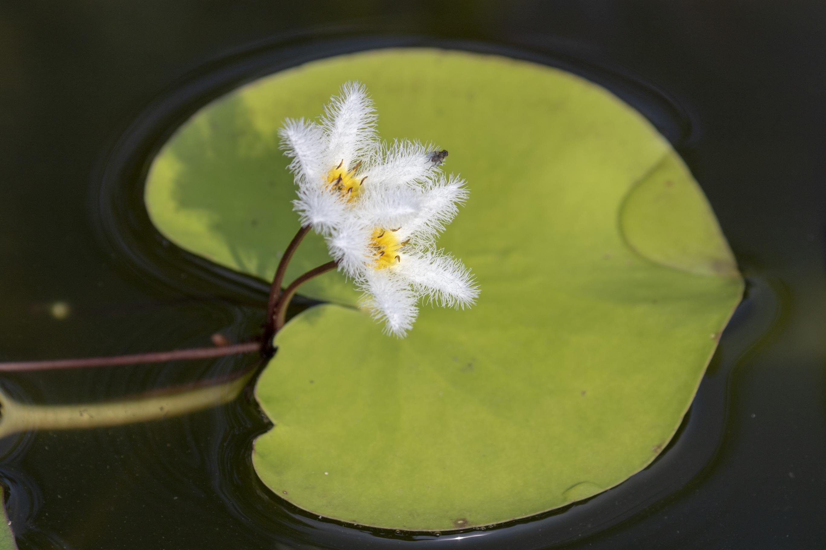 金银莲花又名印度莕菜,是公园常见的水生花卉,叶似睡莲,椭圆形至