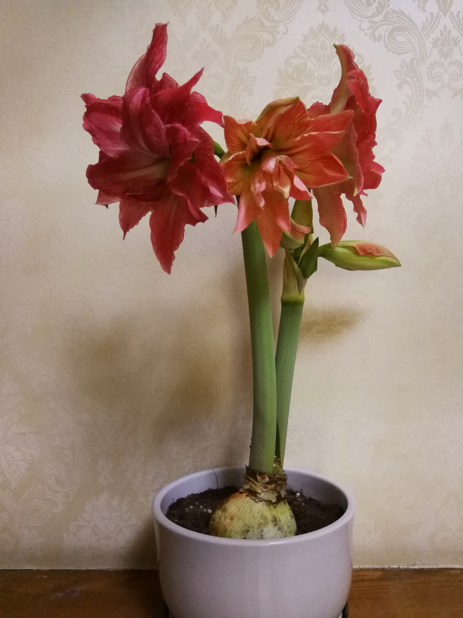 柱頂紅,孤梃花,華胄蘭,百子蓮,炮打四門別稱百合亞目亞目hippeastrum