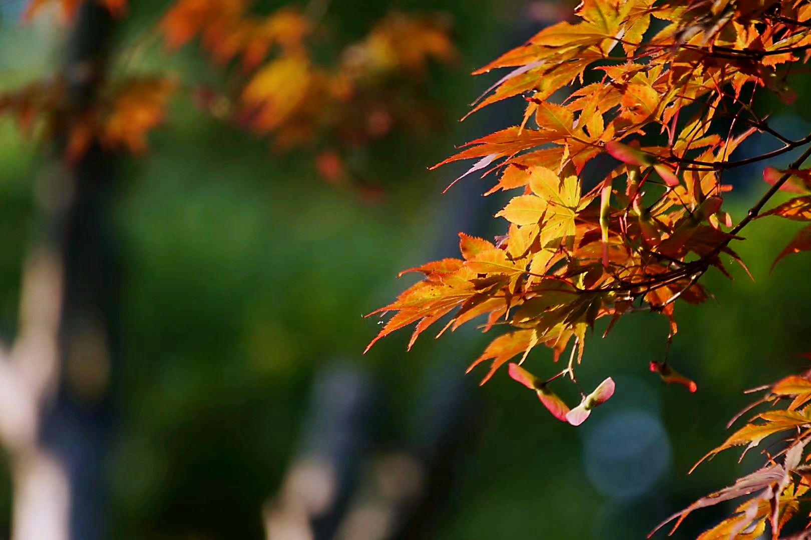 在园林绿化中,常用不同品种配置于一起,形成色彩斑斓的槭树园.