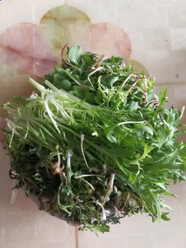我爱吃菜,来点小水萝卜菜,苦苣,野生蒲公英,一会卷饼吃东北人怎么能少