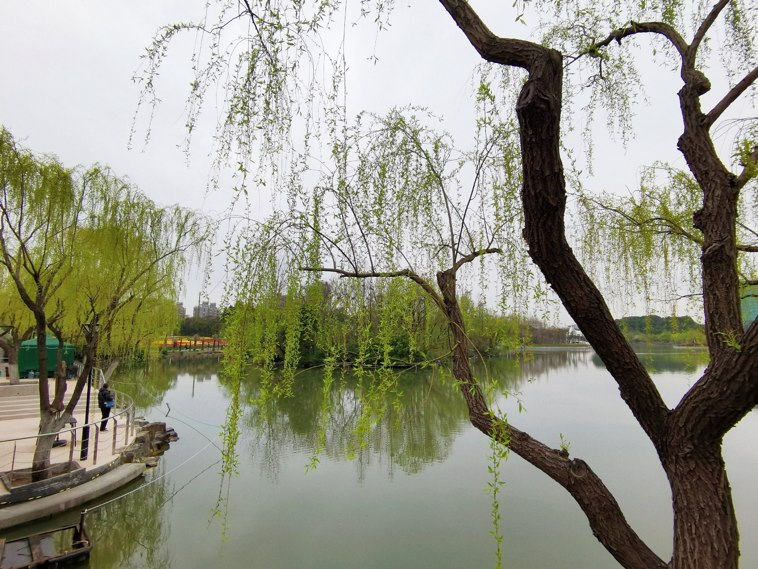 河畔春风杨柳图片图片