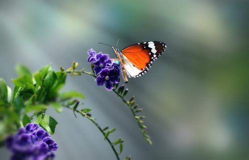 像蝴蝶一样飞翔作者陈清若