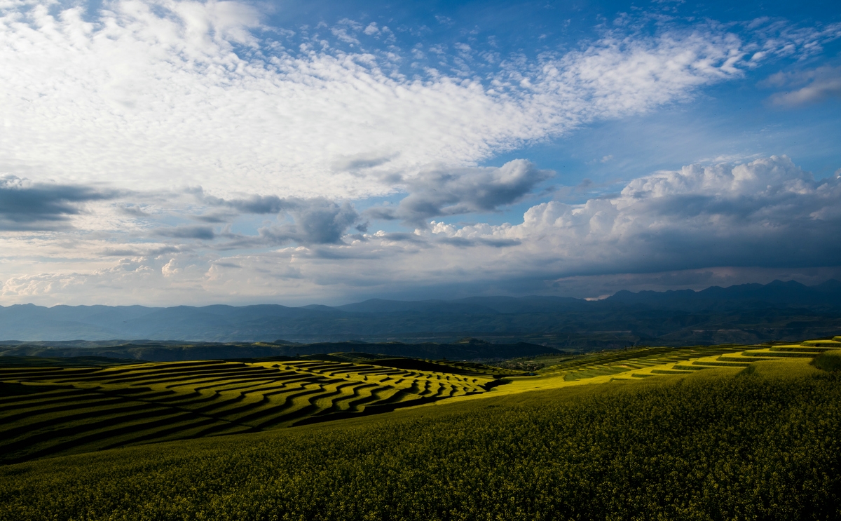 七月的大通县绿树含翠,风景如画;七月的逊让乡油菜花盛开,热情似火.