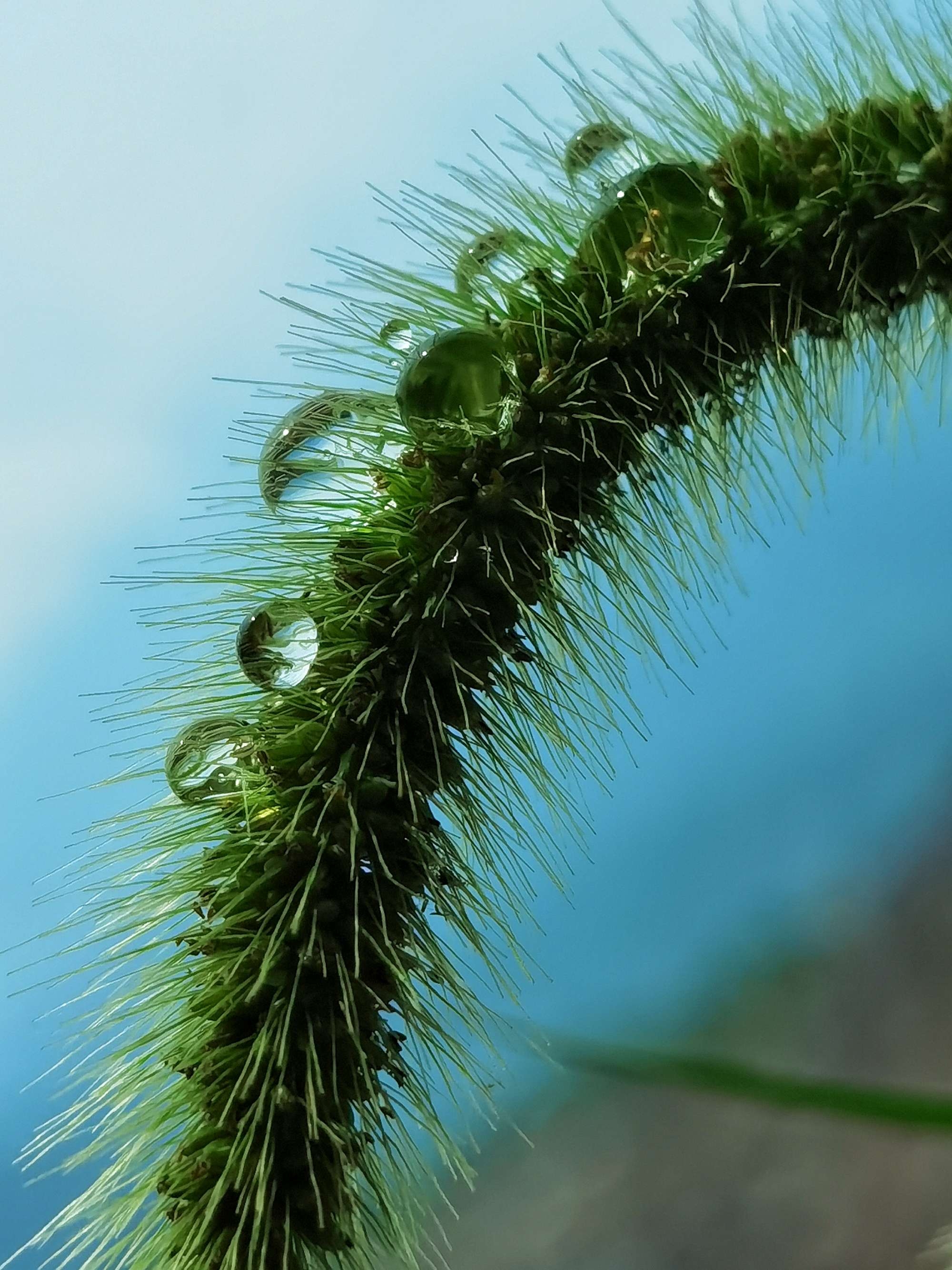 手机壁纸小草高清图片图片