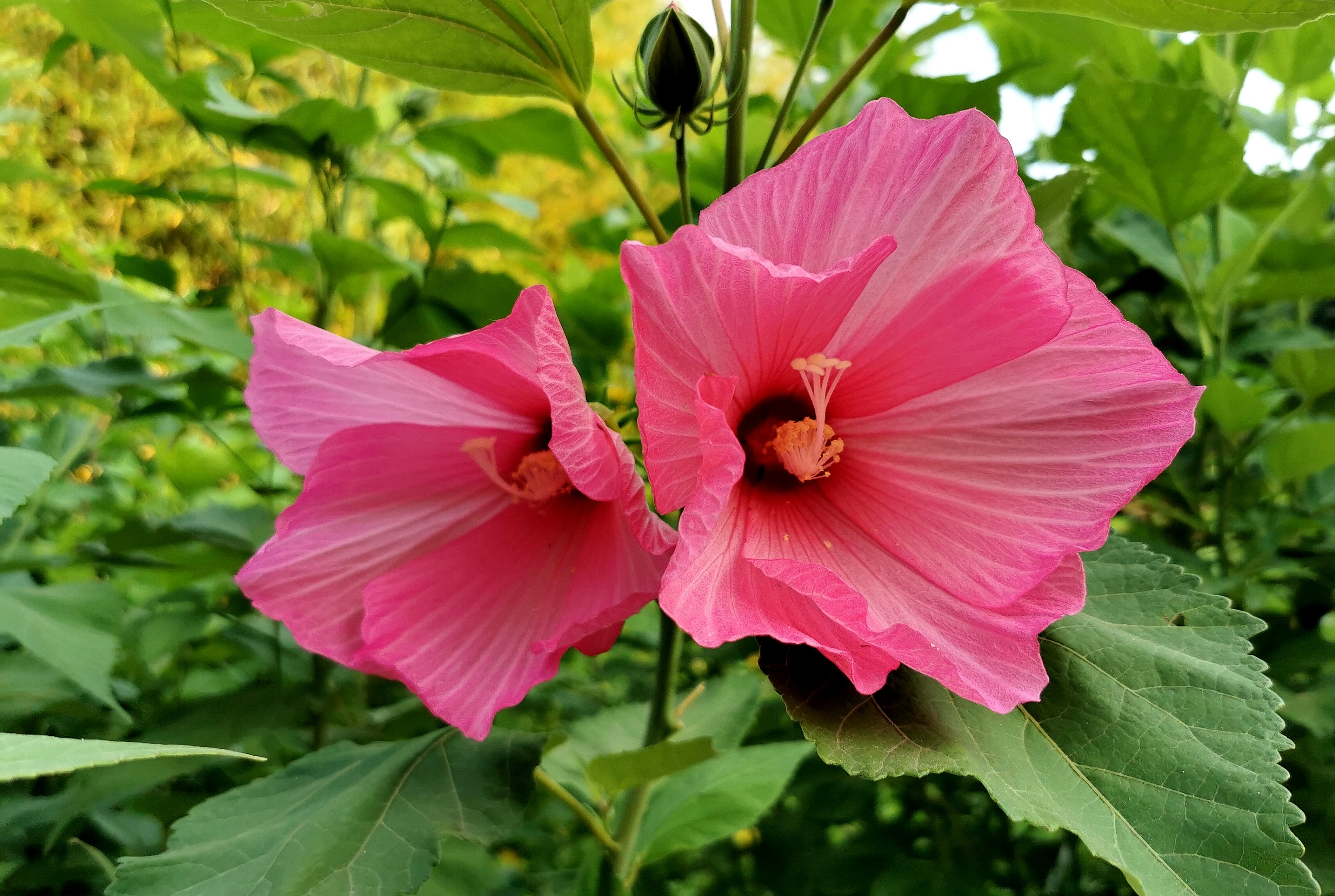 【首发】芙蓉葵