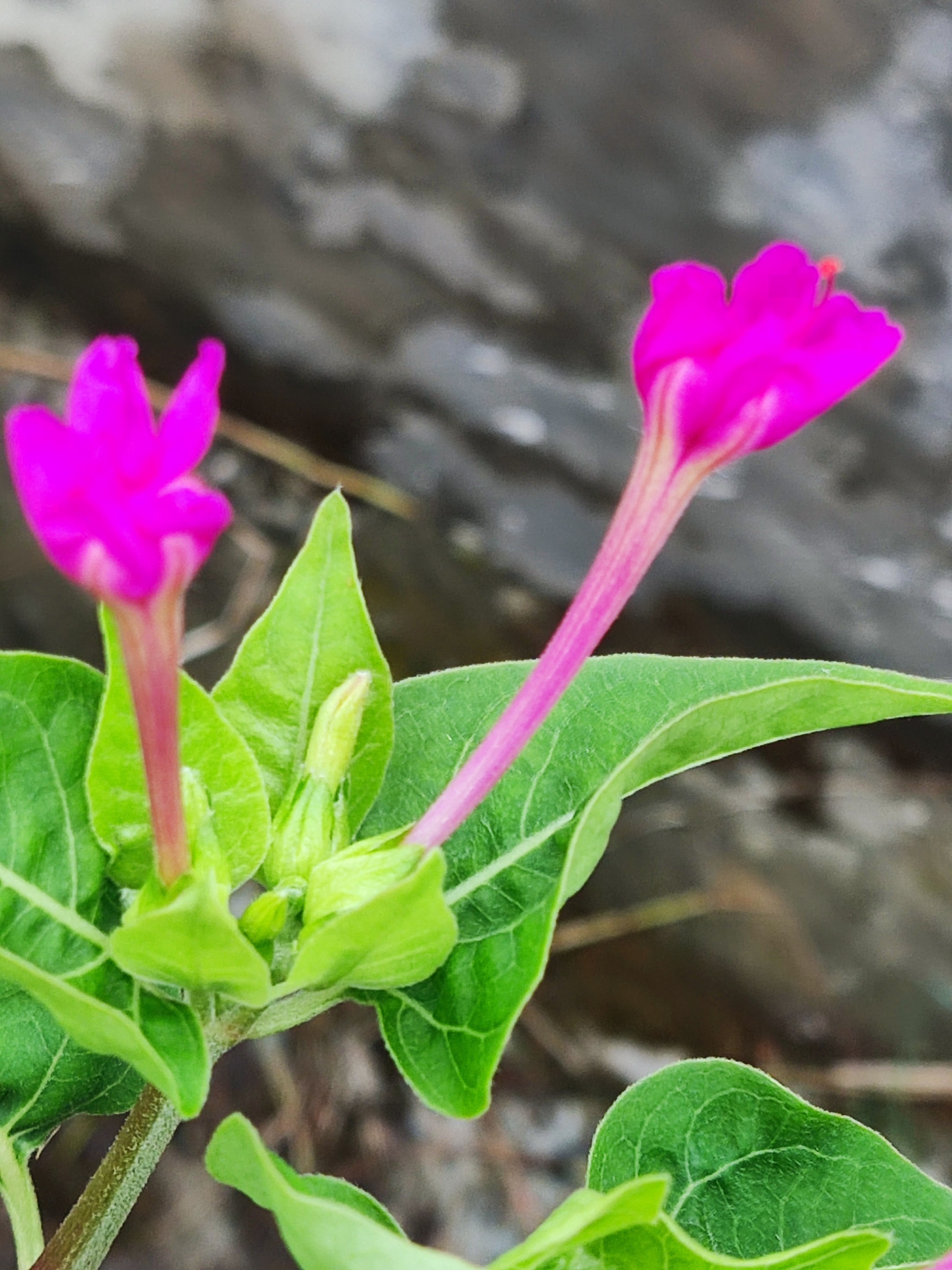 紫茉莉花