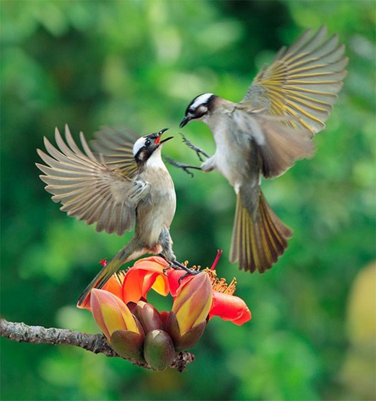 立春了赏鸟语花香太美了