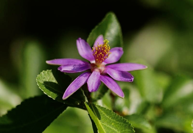 【首发】小花扁担杆