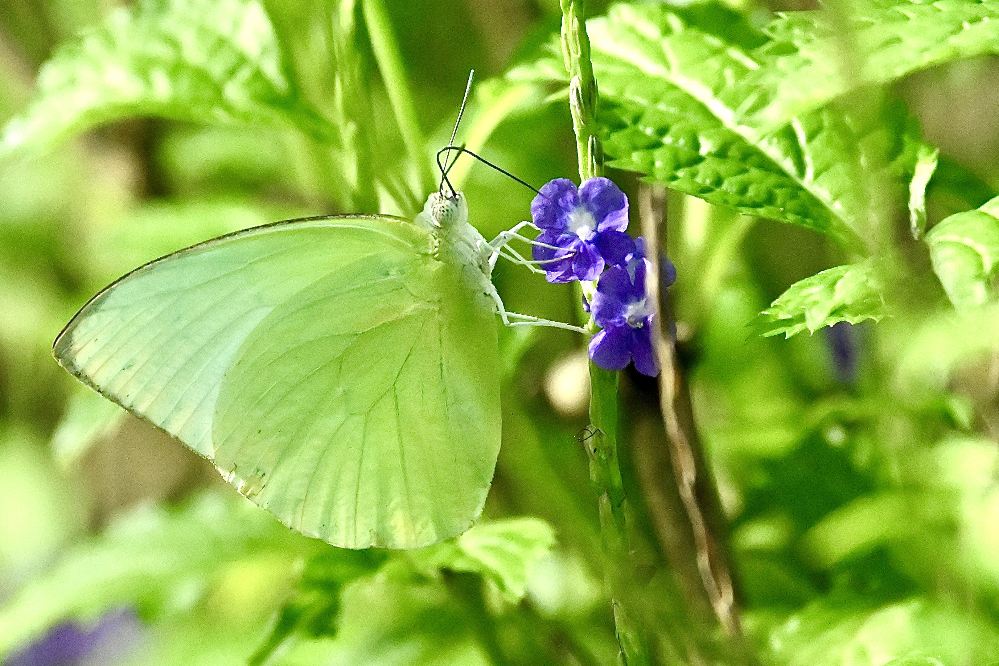 浪漫的紫花长穗木〔首发