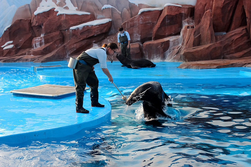 来海兽探秘馆看幽默风趣的驯养师们如何训练憨态可掬的海狮