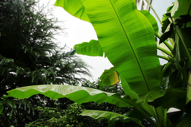 雨打芭蕉叶露清