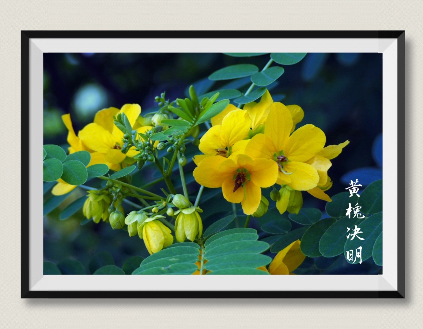 绽放的黄槐决明