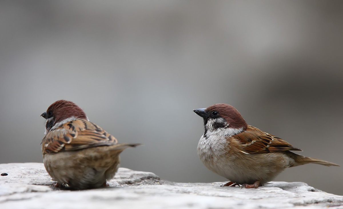 【首发】可爱的小麻雀