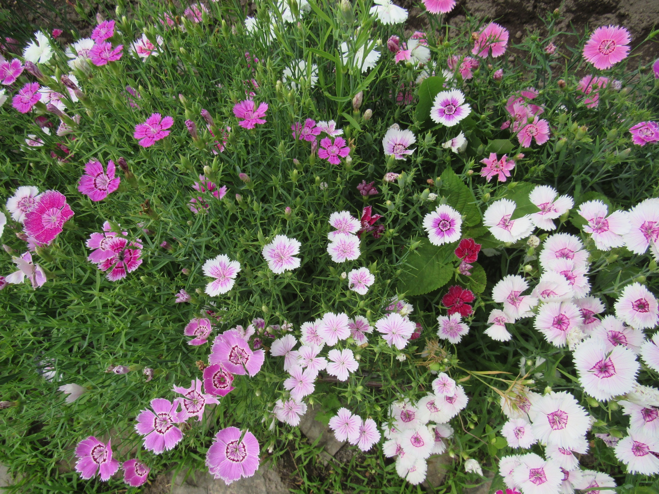 多姿多彩的石竹花