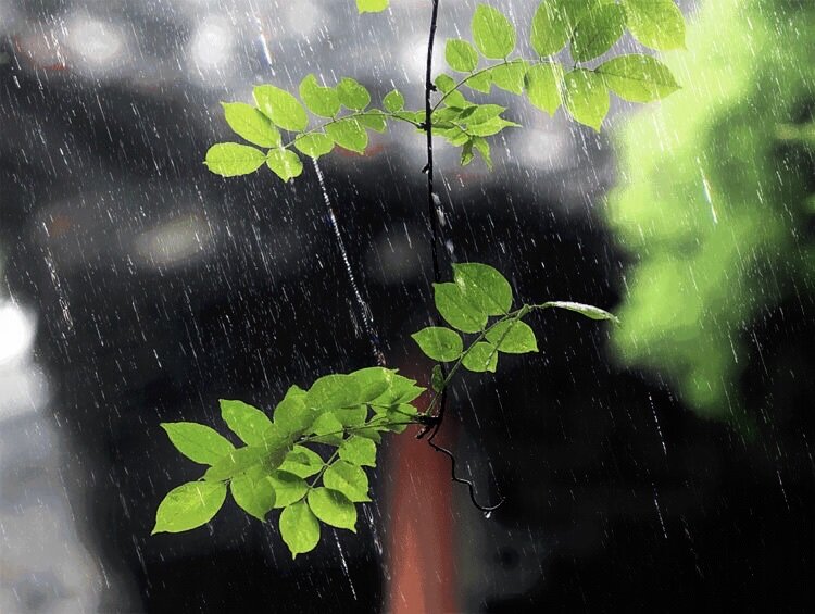 清明時節雨紛紛,心底默默思故人〔原創 首發