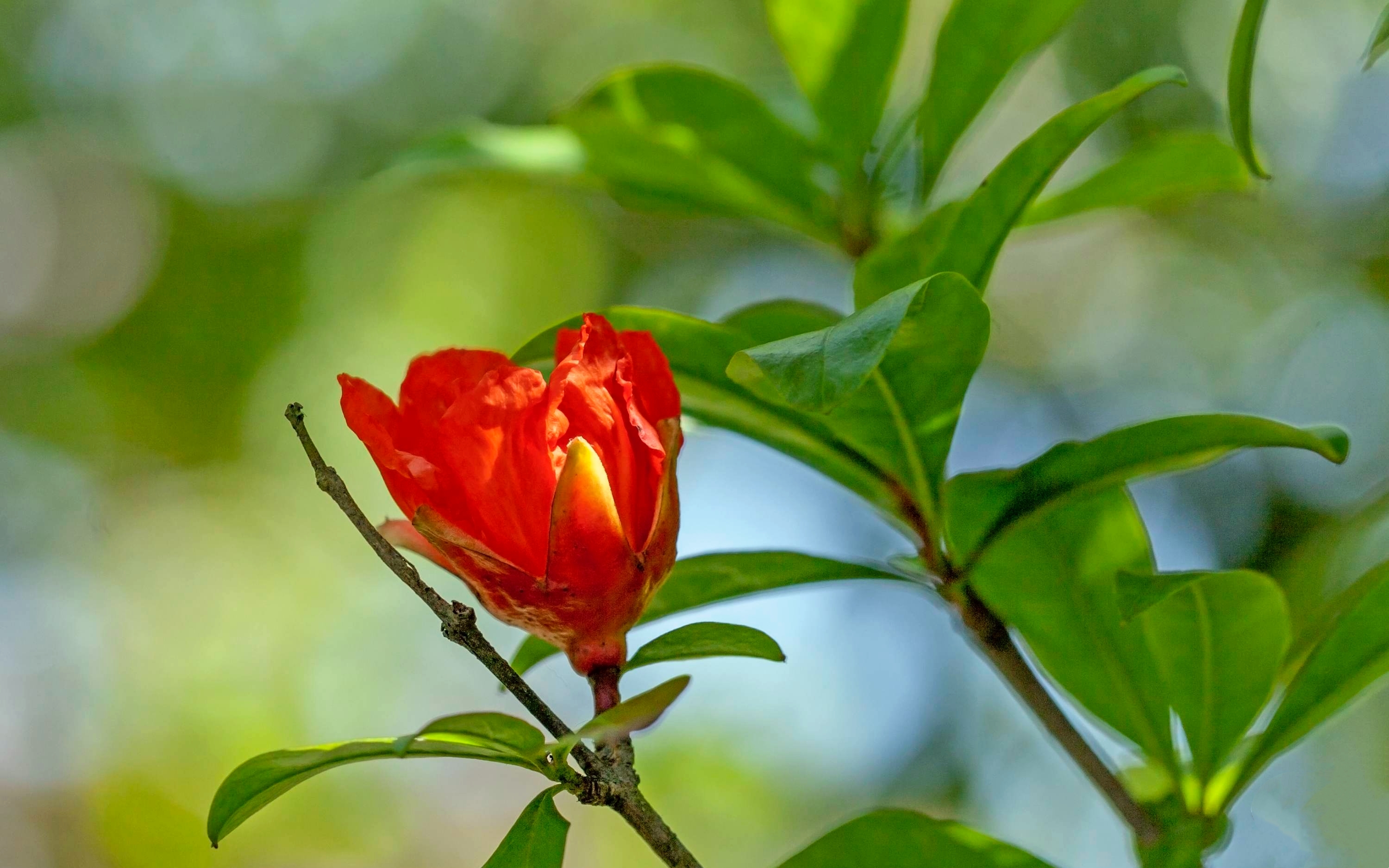 《首发》石榴花