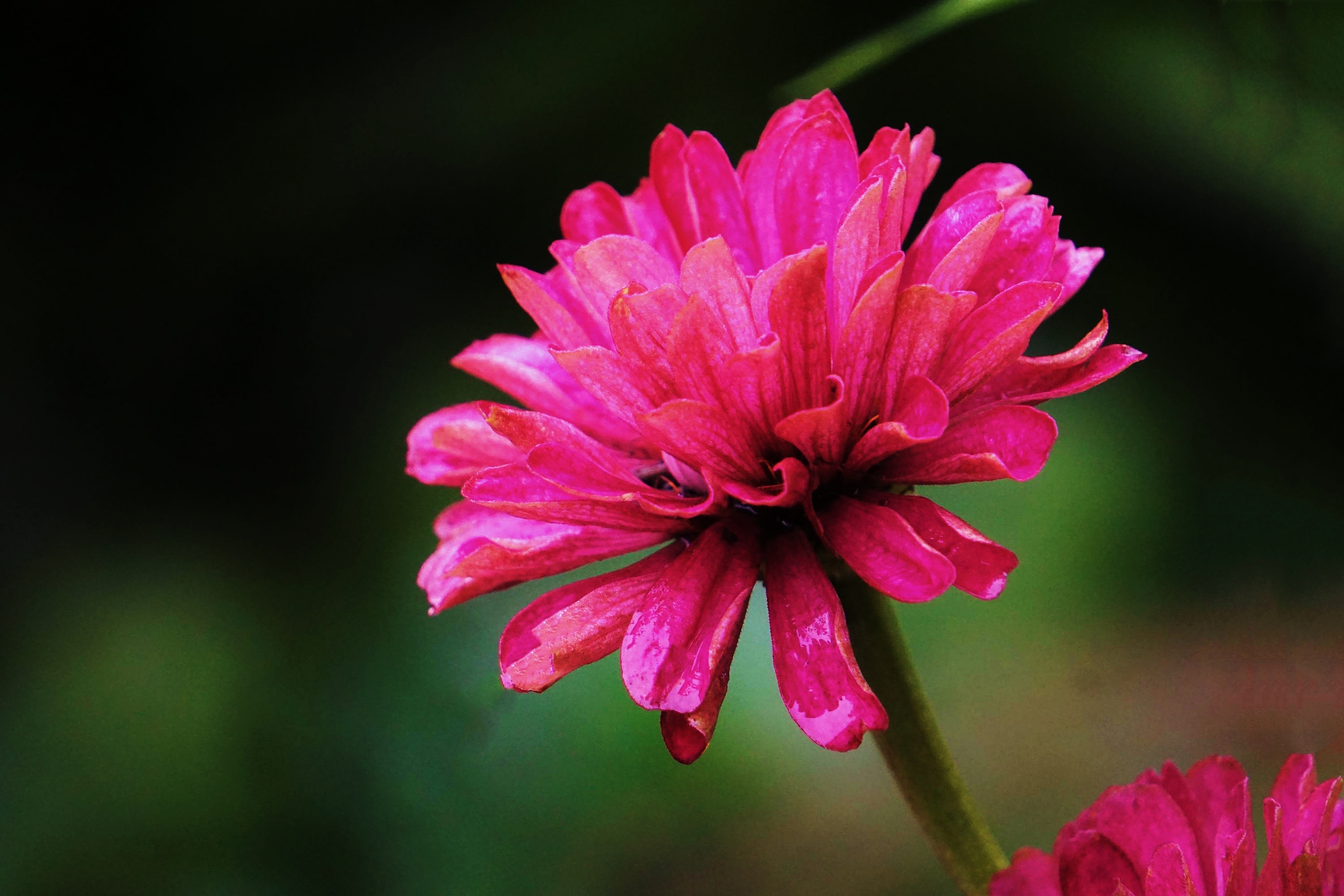 秋色渐浓,百日菊走过一夏,迎来一秋,叶子也没有夏天那样翠绿了,但是