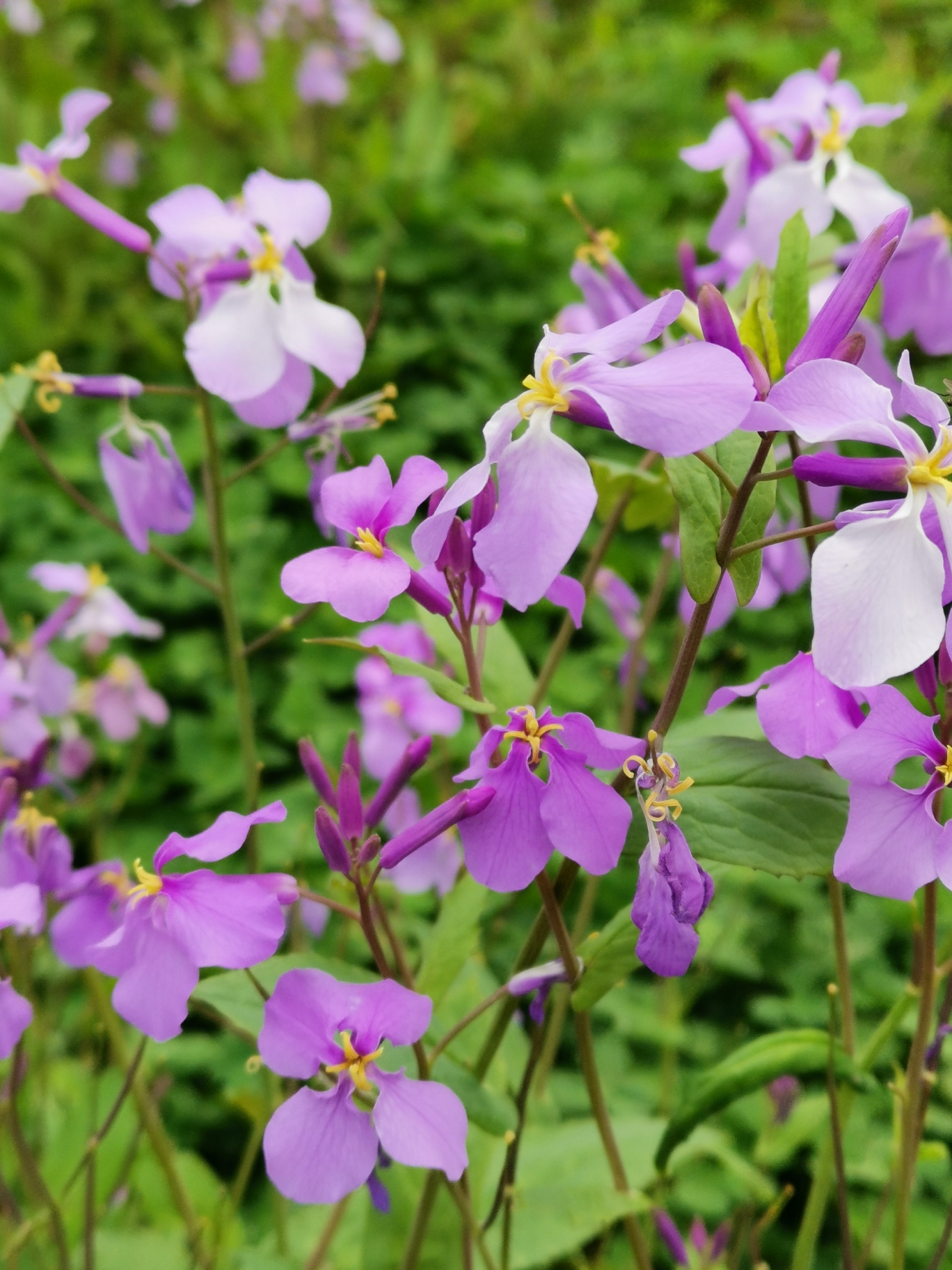 麦蒿花虞美人虞美人虞美人紫色槐花紫色槐花金银花金银花