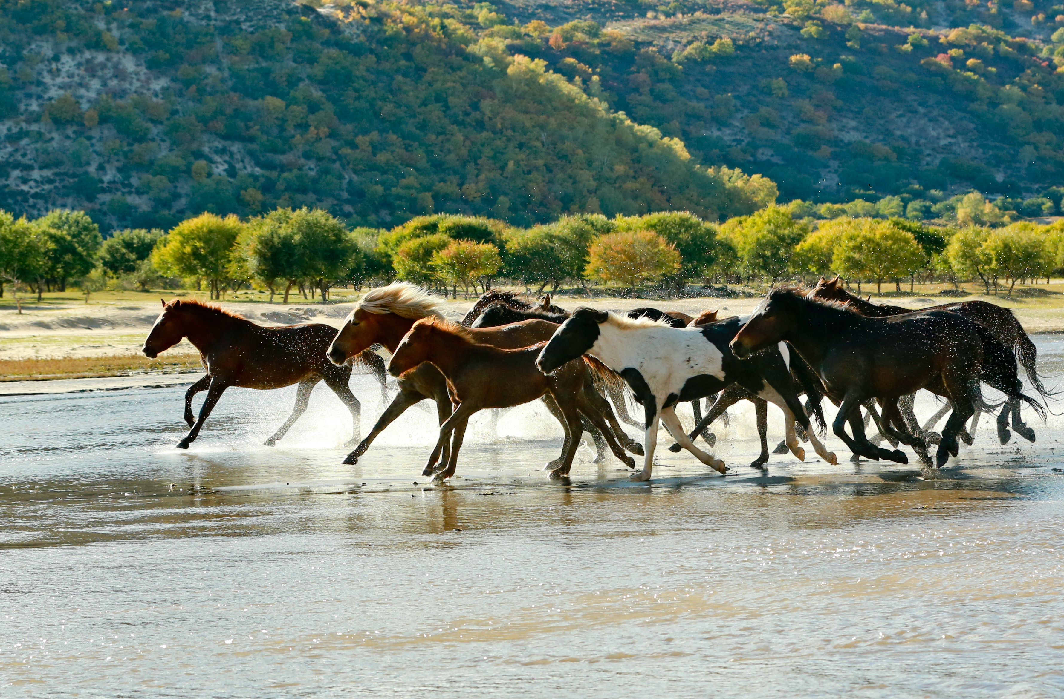 草原秋意浓马踏水花飞